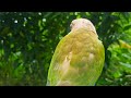 green conure cinnamon singing singing so happy conure sounds