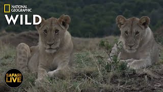 Safari Live - Day 263 | Nat Geo Wild