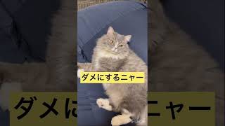 人をダメにする物は猫もダメにします。#short#cat#ショート#猫アテレコ