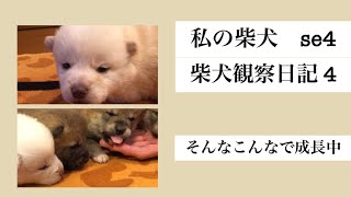 私の柴犬 se4 柴犬 柴犬観察日記 4 そんなこんなで成長中