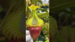 [Auction Item Short] BE-3225 | N. villosa #carnivorousplant #nepenthes