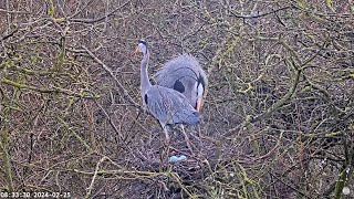 Heronry Livestream 25 02 24