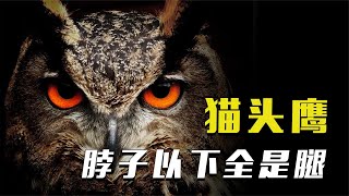 猫头鹰到底有多神奇？眼睛占脑袋2/3，拥有逆天大长腿！【科普任意门】