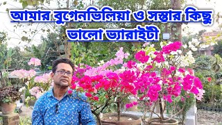 আমার বুগেনভিলিয়া ও সস্তার কিছু ভালো প্রজাতি||My Bougainvillea & Low Cost Variety||Shree Sanjiban||