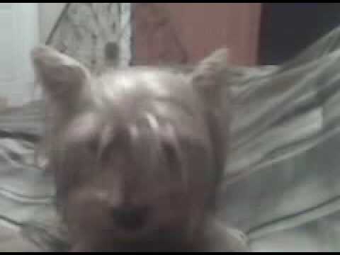 Yorkie licking the air Yorkie licking the air