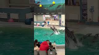 🫣😲Doi tineri curajoși cu Delfini in apa #4traveltime7 #dolphin #dolphins #viral #top #extra #wow