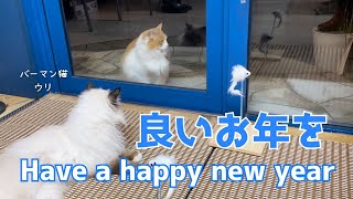 バーマン猫ウリ【良いお年を】Have a happy new year（バーマン猫）Birman/Cat