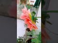 Guess the plant ✅🌱☘️🌿😀🌹#shorts #gardening #youtubeshorts #viral #shortvideo #ytshorts  #trending