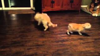 Video of adoptable pet named Quincy