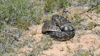 Sandy Sanders snakes