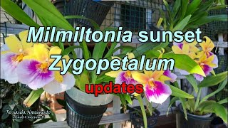 Milmiltonia Sunset \u0026 Zygopetalum Updates 🌾🌼🌻 LEGENDAS em PORTUGÊS