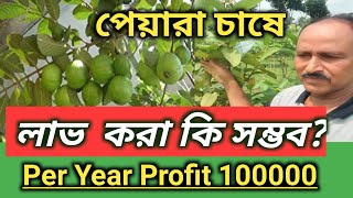 বাণিজ্যিক ভাবে পেয়ারা চাষ  Per Year Profit 100000