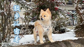 雪の日でも朝のお散歩は欠かせないポメラニアンのポメくん