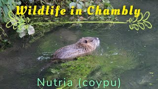 Wildlife in Chambly (France): Nutria (coypu)!