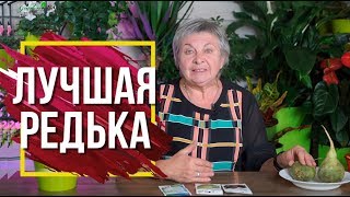 Лучшая Редька - ЭТО Маргеланская ✔️ Как Вырастить Редьку сад