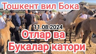 тошкент вил Бока тумани мол бозори отлар ва Букалар Катори 11.08.2024