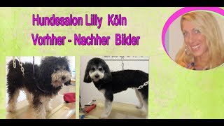 Hundesalon Lilly Hundefriseur Köln Porz Hundepflege Köln #4