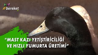 Bizim Kümes - Mast Kazı Yetiştiriciliği