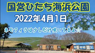 【茨城ツアー】ひたち海浜公園のネモフィラは少しだけ咲きました☆