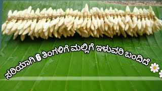 ಸರಿಯಾಗಿ 6 ತಿಂಗಳಿಗೆ ಮಲ್ಲಿಗೆ ಇಳುವರಿ ಬಂದಿದೆ 🌼🌼