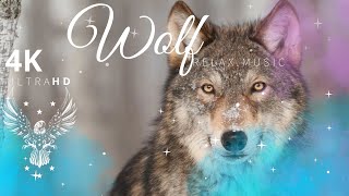 [4K] Wolves: The Masters of Vigor and Discipline