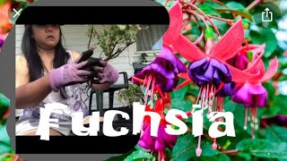 Fuchsia| แยกดอก fuchsia ที่ปักชำไว้คะ ได้เพิ่มตั้งสามกระถางคะ 💐💐ป้อมซ่า พาลุย