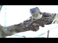 ツミが野鳥を食べる【捕食シーン閲覧注意】japanese sparrowhawk accipiter gularis