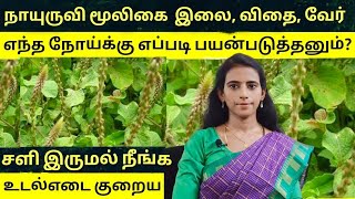 உடல்எடை குறைய/எல்லா சரும நோய் குணமாக நாயுருவி மூலிகை எப்படி பயன்படுத்தனும்? Nayuruvi benefits tamil