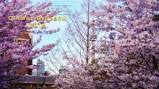 Farsi - Cherry Blossom 2019 - فصل شکوفه های گیلاس