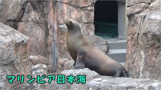 【マリンピア日本海】今日も元気なミサキのお散歩