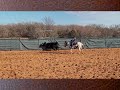 Starting A Horse On Cattle - Lesson with Clay West 🐴