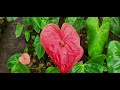 anthurium farm in alfonso murang bilihan ng anthurium at cj farm brgy. balubad marahan alfonso