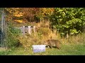 bobcat snooping some turkey guts