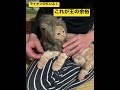 ねこのだいふく　余裕のライオンヘッド　 ねこ マンチカン ライオン かつら