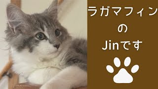 【猫と暮らす】ラガマフィンのJin/お迎えからお部屋まで/トイレ成功/電気を消すとお星様が光るよ#子猫 #ラガマフィン #靴下を履いた猫