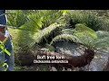 sideways tree fern. how to use a soft tree fern horizontally. dicksonia antarctica. landscape idea.