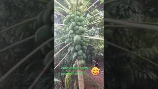 എന്റെ വീട്ടിലെ പപ്പായ മരം #papaya #papayatree #greenery #fruit #homelyfeel