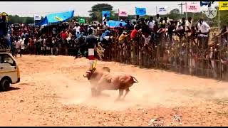 jallikattu mass whatsapp status tamil,,jallikattu mass whatsapp status tamil 2022,, jallikattu mass