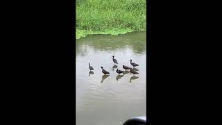 【スマホで野鳥撮影】ブロンズトキ滞在１７日経過