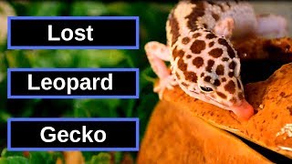 I Lost My Leopard Gecko | Finding Milli