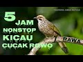 Full Kicau Cucak Rowo / Rawa - Nonstop 5 Jam - Sangat Cocok Buat Pancingan Burung Kesayangan Anda