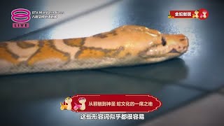 《金蛇献瑞》系列专题 | 走入典故重新解读蛇形象 亦正亦邪拥独特意义【2025.01.29 八度空间华语新闻】