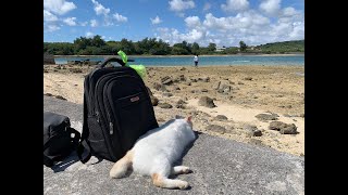 【沖縄】「釣りとドローンの旅3 奥武島で猫と戯れる」 #沖縄旅行 #奥武島 #沖縄天ぷら #沖縄絶景 #沖縄の小島