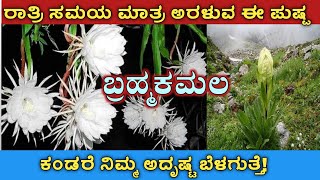 ಬ್ರಹ್ಮ ಕಮಲ ಕಂಡರೆ ನಿಮ್ಮ ಅದೃಷ್ಟ ಬೆಳಗುತ್ತೆ!| Interesting facts of brahma kamala in kannada||ಬ್ರಹ್ಮ ಕಮಲ|