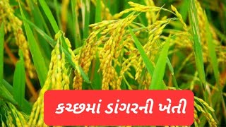 કચ્છમાં ડાંગરની ખેતી નો પ્રયોગ,rice farming