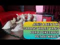 JENIS DAN BENTUK SARANG WALET YANG PERLU DIKETAHUI PETANI WALET!!!