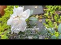 Autumn Rose Garden Tour | October 2024 | Zone 7b