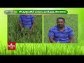 పూసా బాస్మతి విత్తనాలు అందిస్తాను farmer ramreddy about poosa basmathi seeds nela talli hmtv