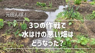 【自然農でラーゴム菜園日記】元田んぼの畑に3つの水はけ作戦「緑肥・暗渠・点穴」は効果があるか？