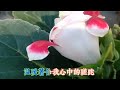 张冬玲的一首《花开的时候你就来看我》旋律优美动听，百听不厌！【伶子音乐汇】